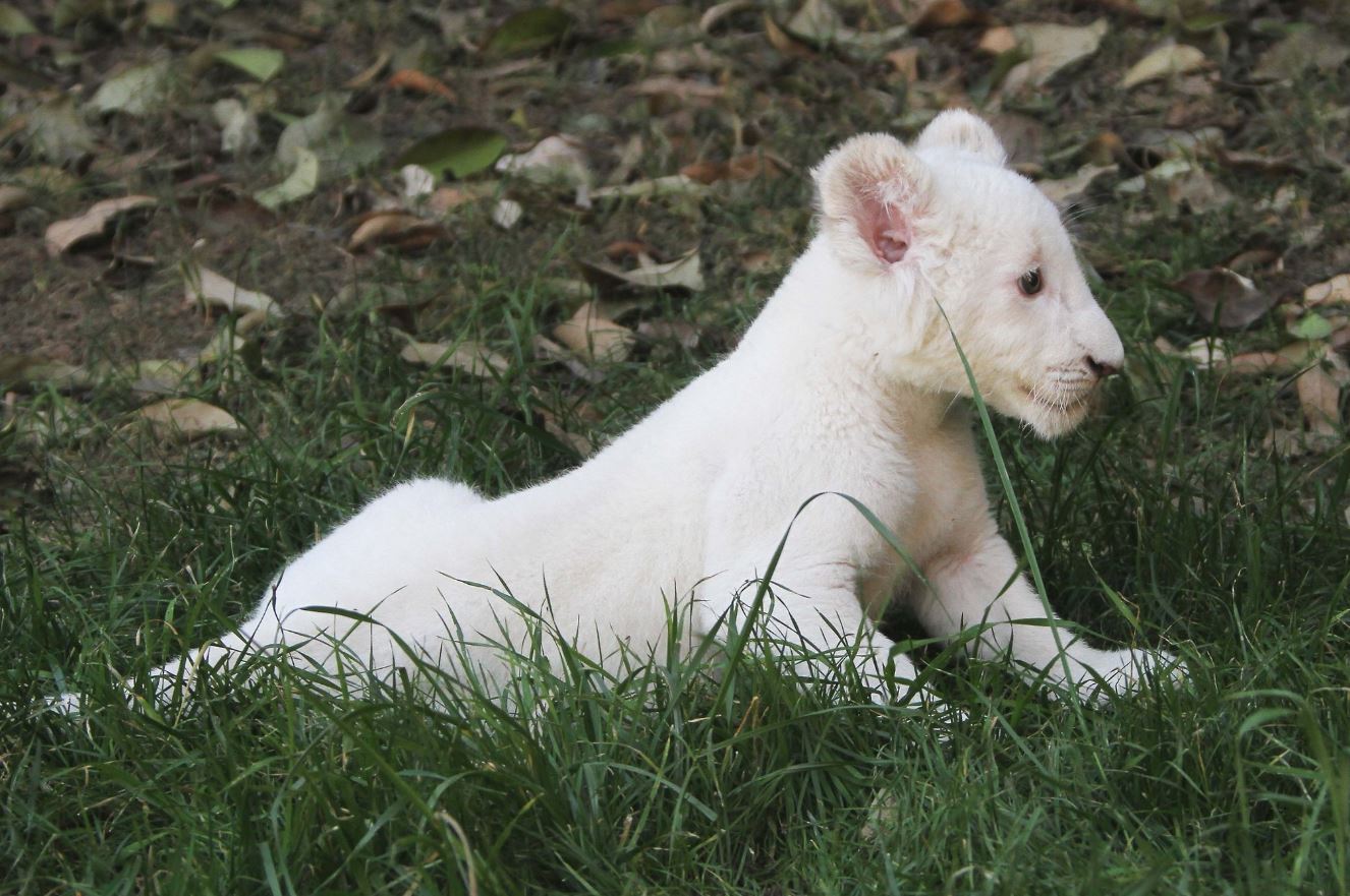 presentan dos leones blancos nacidos zoologico tlaxcala