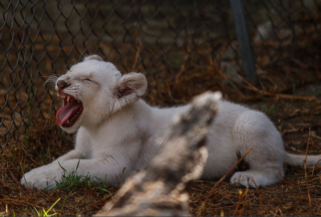 presentan dos leones blancos nacidos zoologico tlaxcala