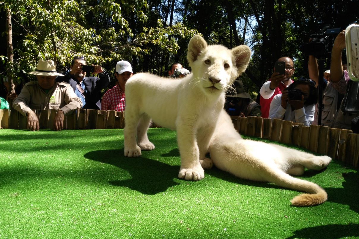 Presentan a dos leones blancos nacidos en zoológico de Tlaxcala