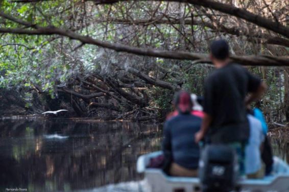 Reserva de mangle en Colima atrae a miles de turistas en verano