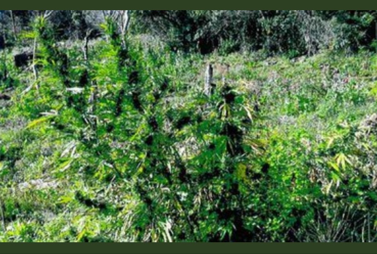 Destruyen plantío de marihuana en Tequila, Jalisco