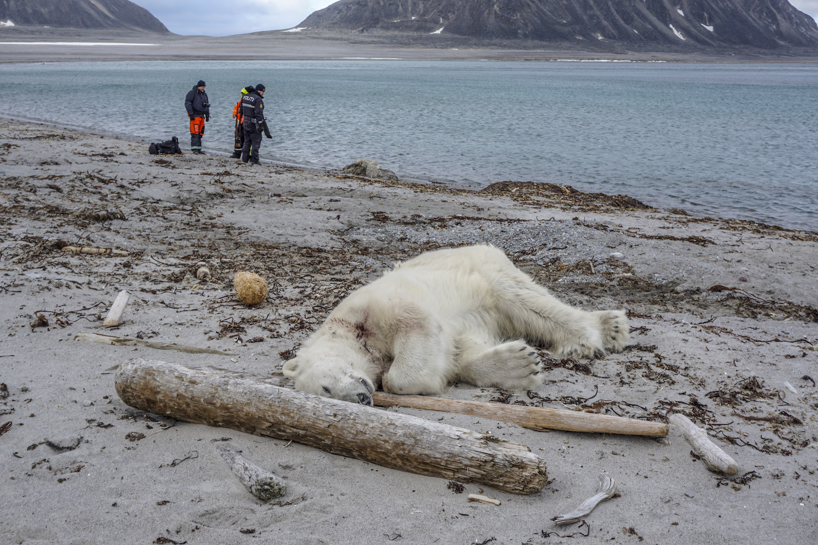 Matan a tiros a oso polar que atacó a guía turístico