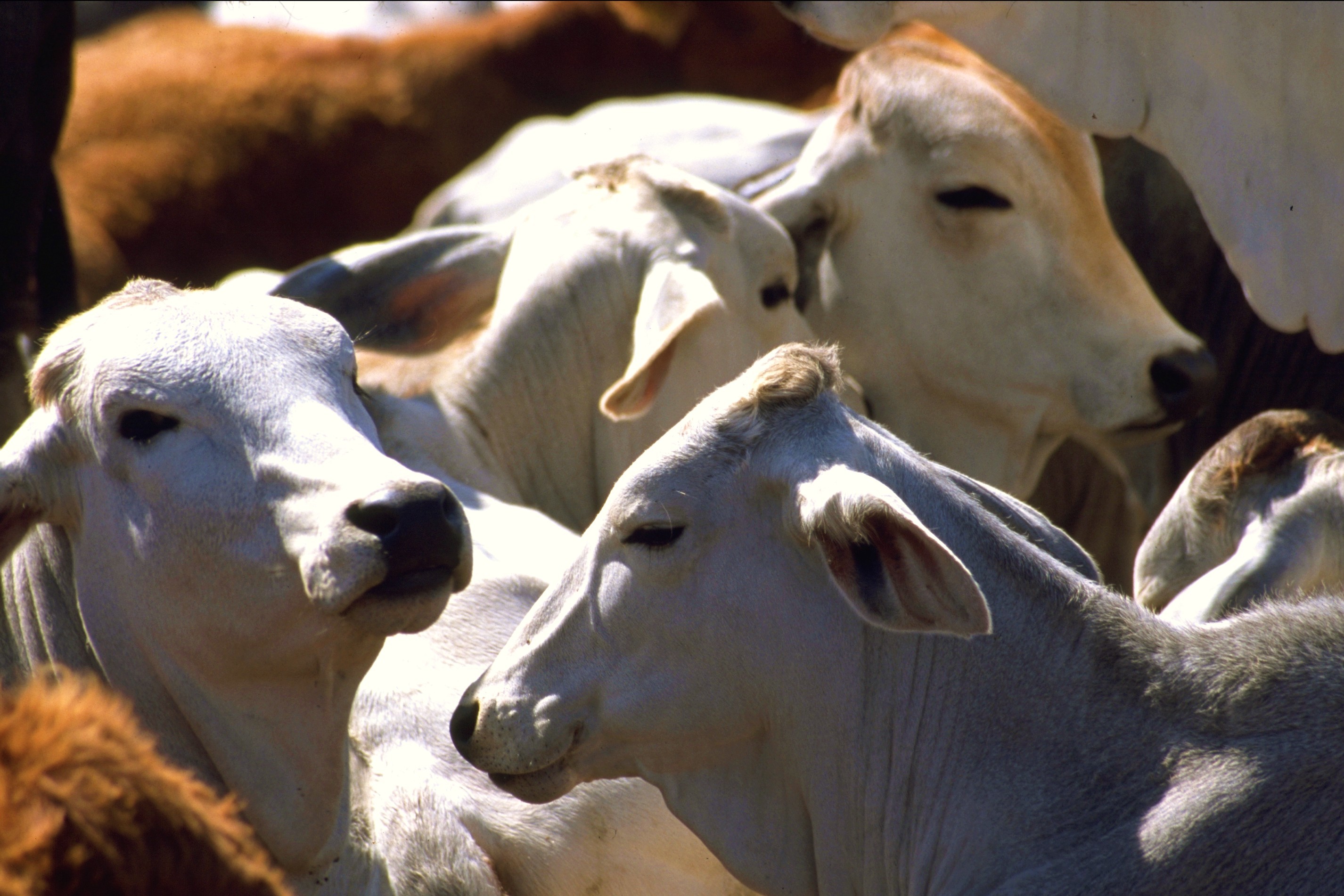 México vende 9 mil hembras de ganado cebú a Cuba
