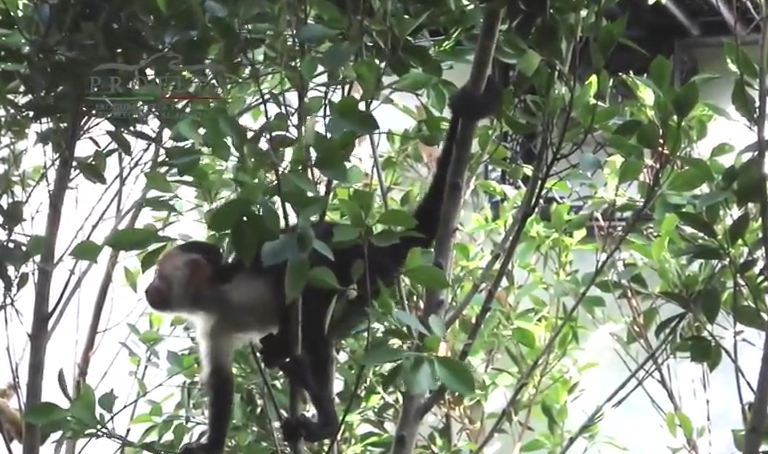 Mono capuchino capturado en CDMX se quedará en Zoológico de Chapultepec