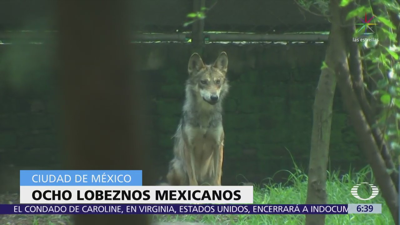 Nacen crías de lobo mexicano en Zoológico de Los Coyotes