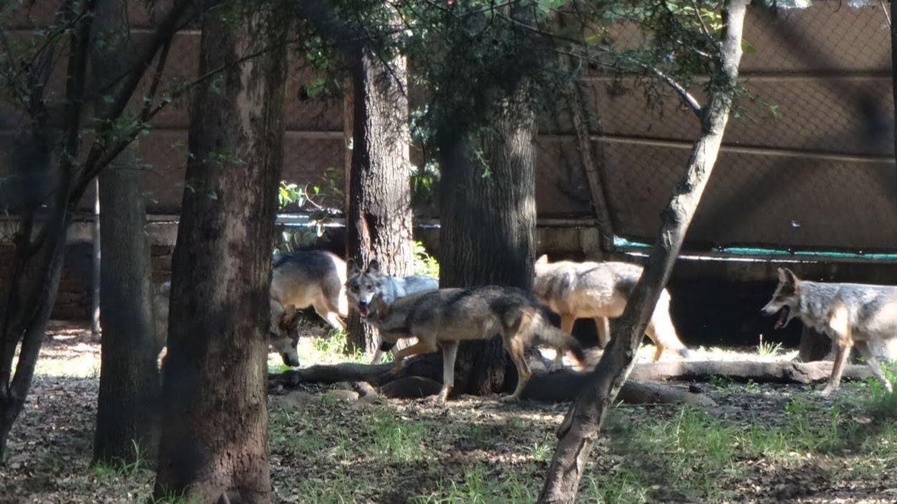 Nacen ocho crías de lobo mexicano en el Zoológico Los Coyotes, CDMX