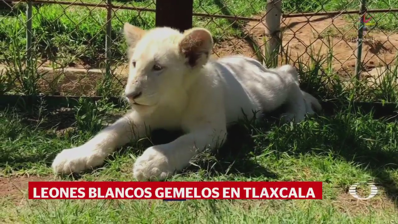 Nacen dos leones blancos en zoológico de Tlaxcala