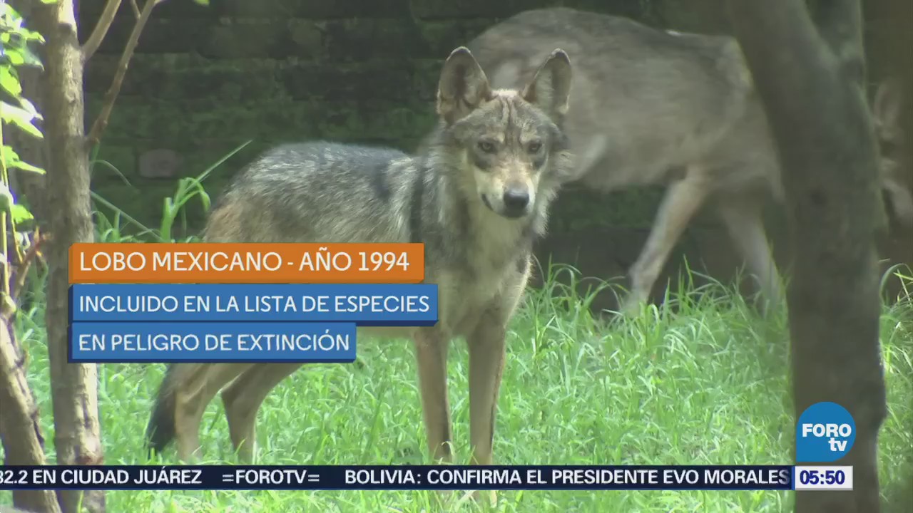Nacen ocho cachorros de lobo mexicano en zoológico de Coyoacán