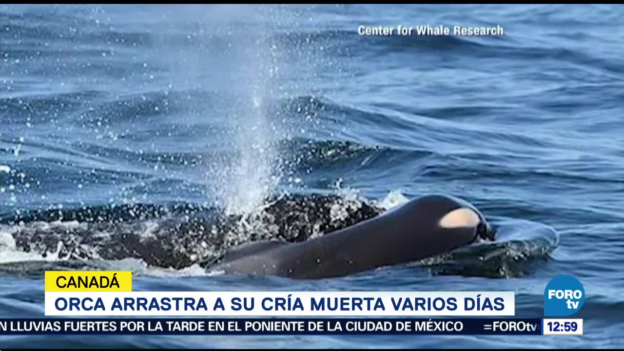 Orca carga a su cría muerta durante varios días