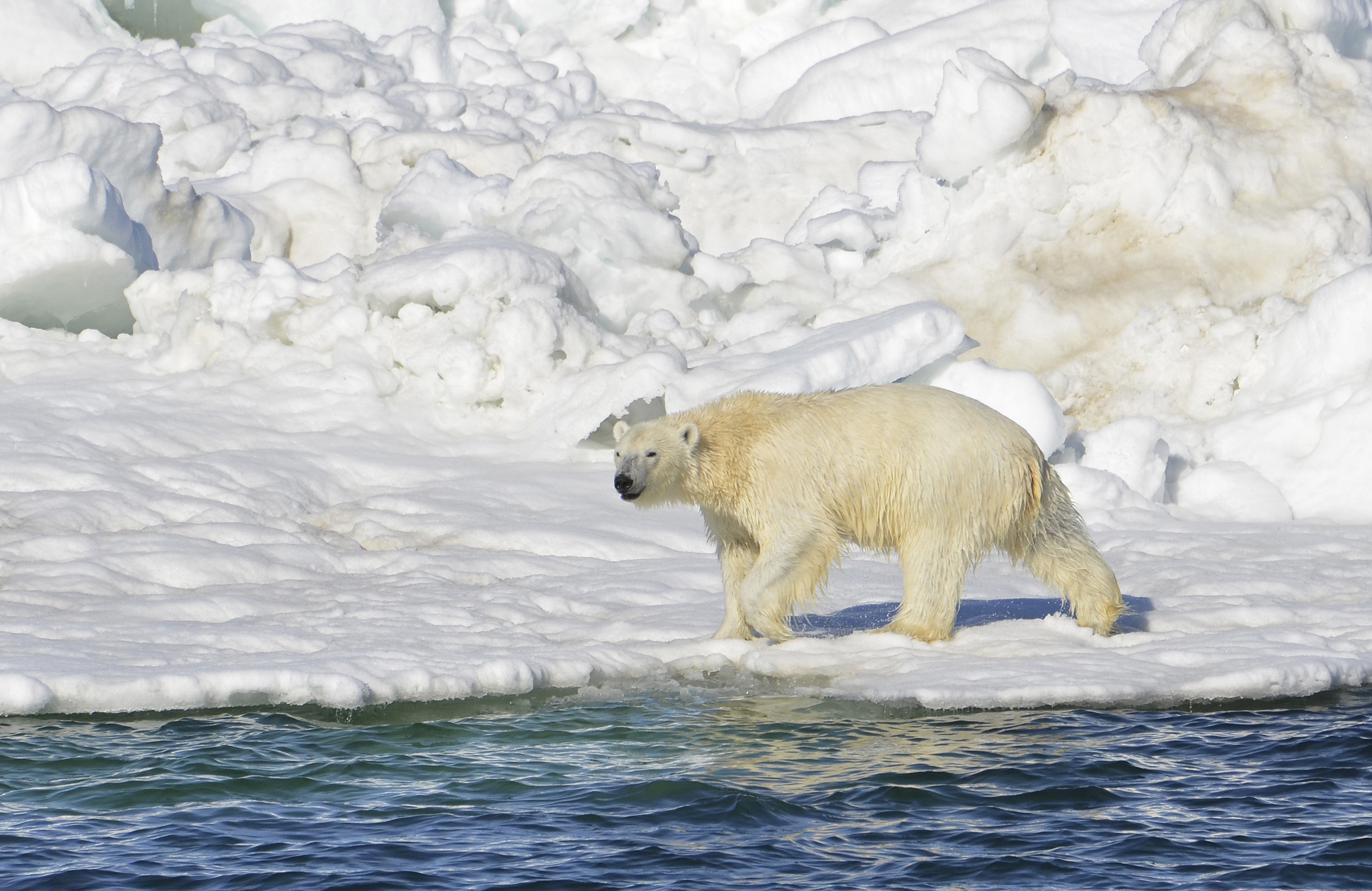 Oso Polar Ataca Hombre Canadá, Oso Polar Asesina Padre, Ataque Oso Polar, Aaron Gibbons, Nunavut, Canada,
