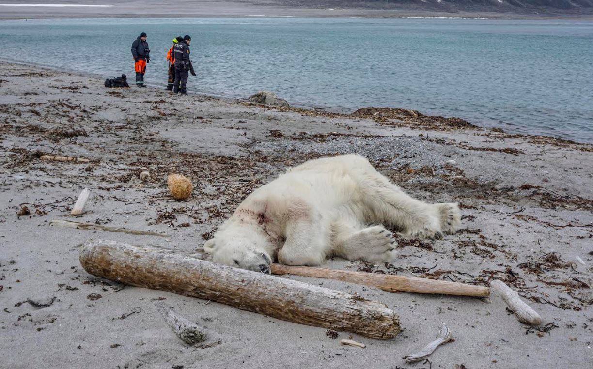 Autoridades noruegas justifican matanza de oso polar