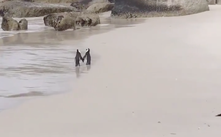 Video Pinguinos Pasean En Sudáfrica, Pareja Pinguinos, Videos Virales, Pingüinos, Sudáfrica, Pinguino