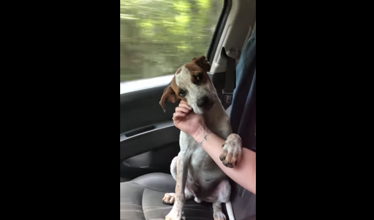 VIDEO: Perrito agradece rescate con un tierno gesto