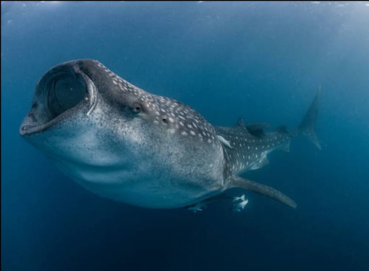 Pescadores avistan a ejemplar de tiburón ballena en Veracruz