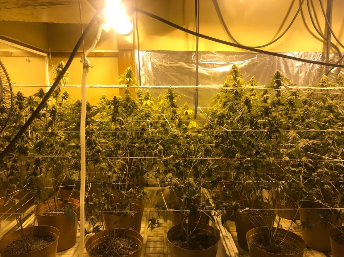 Aseguran 256 plantas de marihuana en invernadero instalado en vivienda en Tijuana