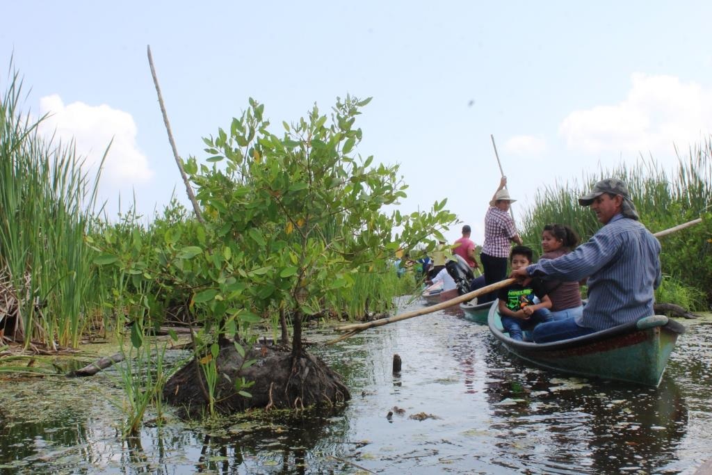 San Juan restaura 112 hectáreas de mangle en laguna de Alvarado