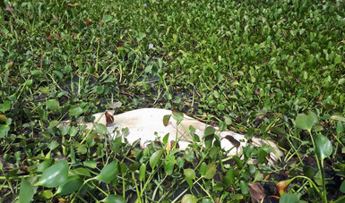 Atienden caso de tres ejemplares muertos de manatí en Tabasco