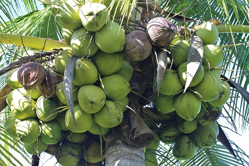 Cae producción de coco Veracruz por plagas y contaminación