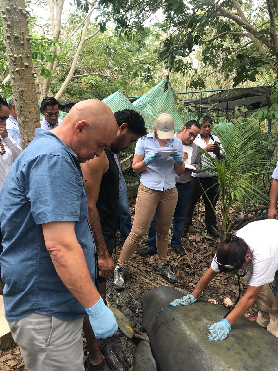 Llegan más especialistas a investigar muertes de manatíes en Tabasco