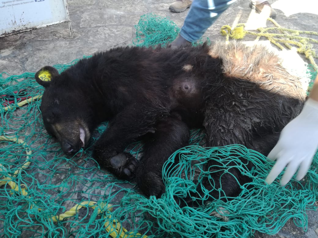 Profepa rescata y libera a oso negro y sus dos crías