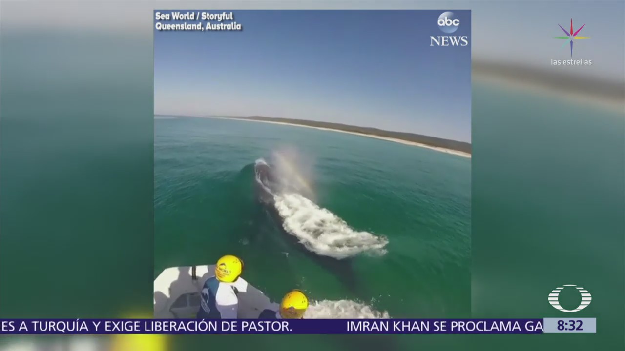 Rescatan a ballena jorobada que nadaba
