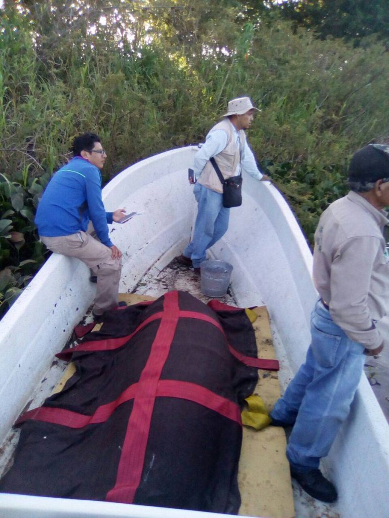 Rescatan y reubican a primer ejemplar de manatí del río Bitza