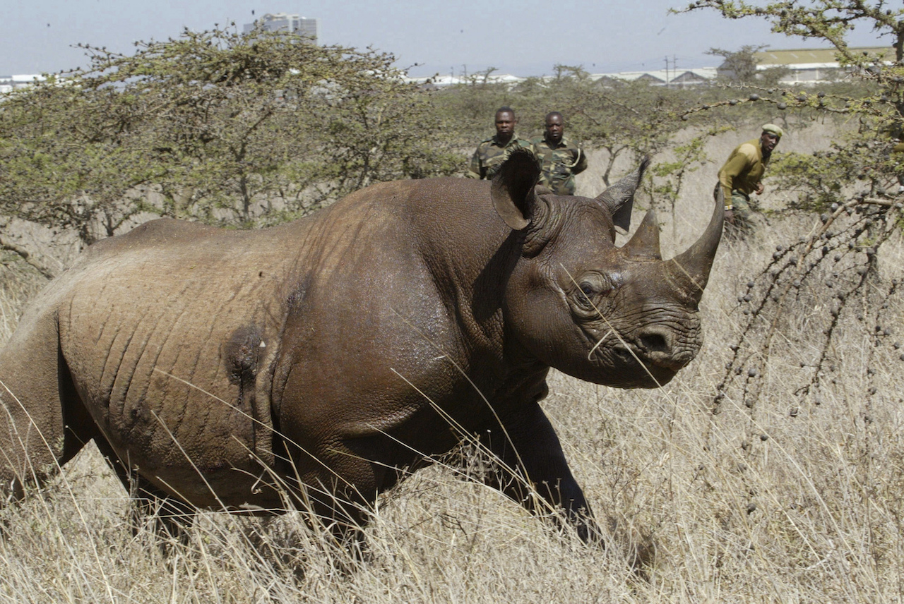 Rinoceronte-Negro-Especie-Extinto-Kenia-Taslado