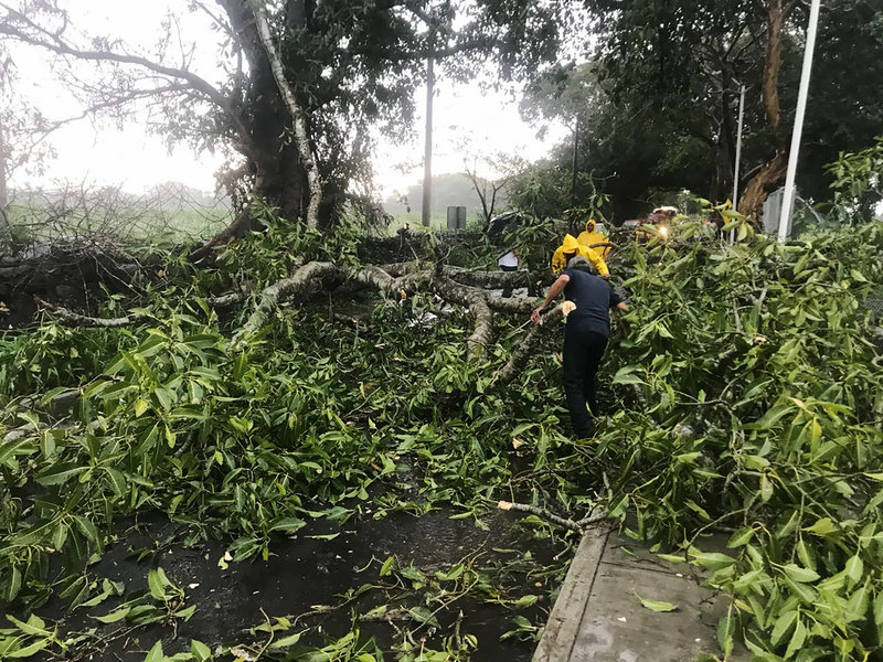 Vecinos temen caída de más árboles en Naucalpan