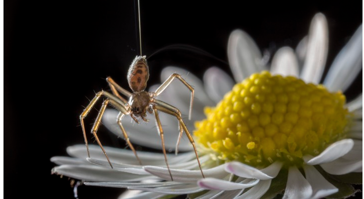 Arañas Pueden volar Usando Electricidad Campo Eléctrico