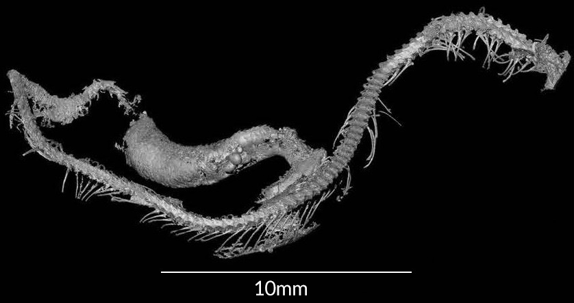 serpiente-bebe-permanecio-intacta-100-millones-anos-ambar-prehistoria