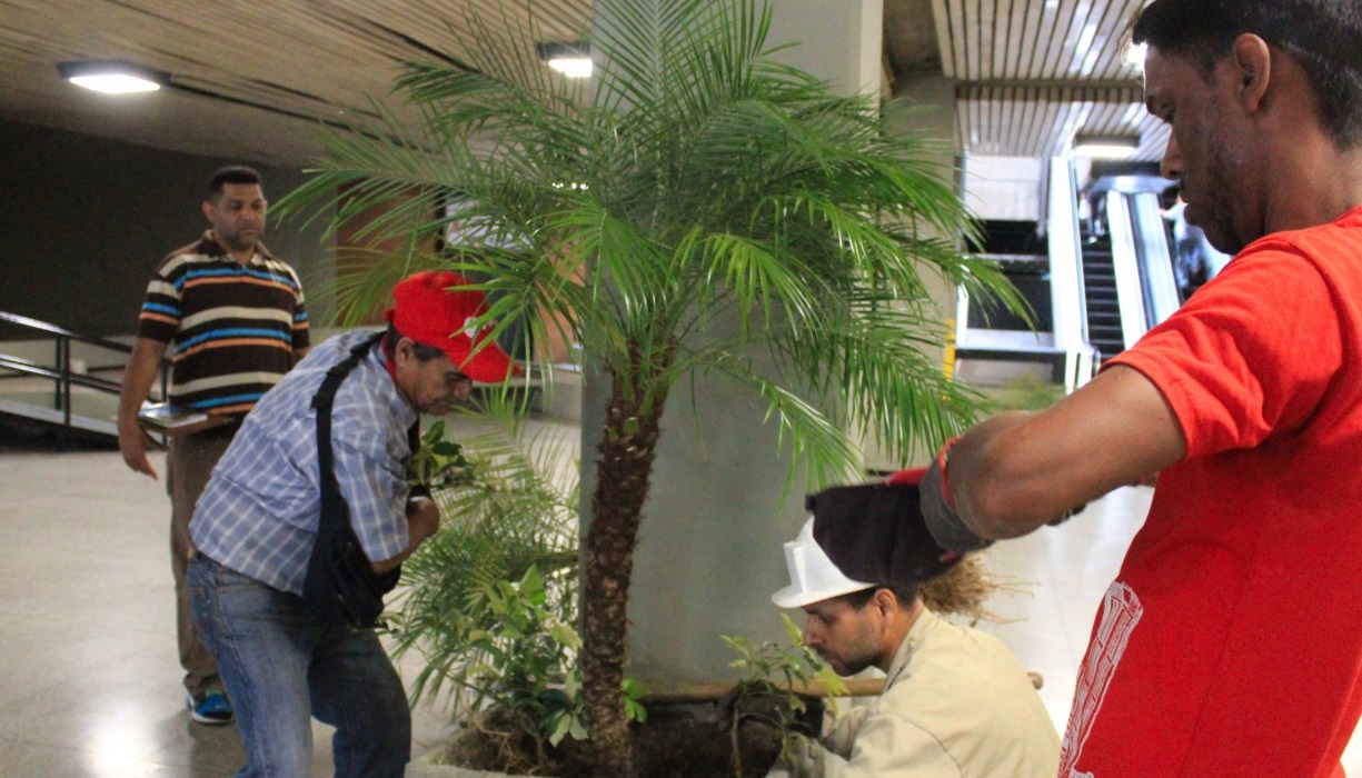 Siembra de palma africana se populariza en Campeche