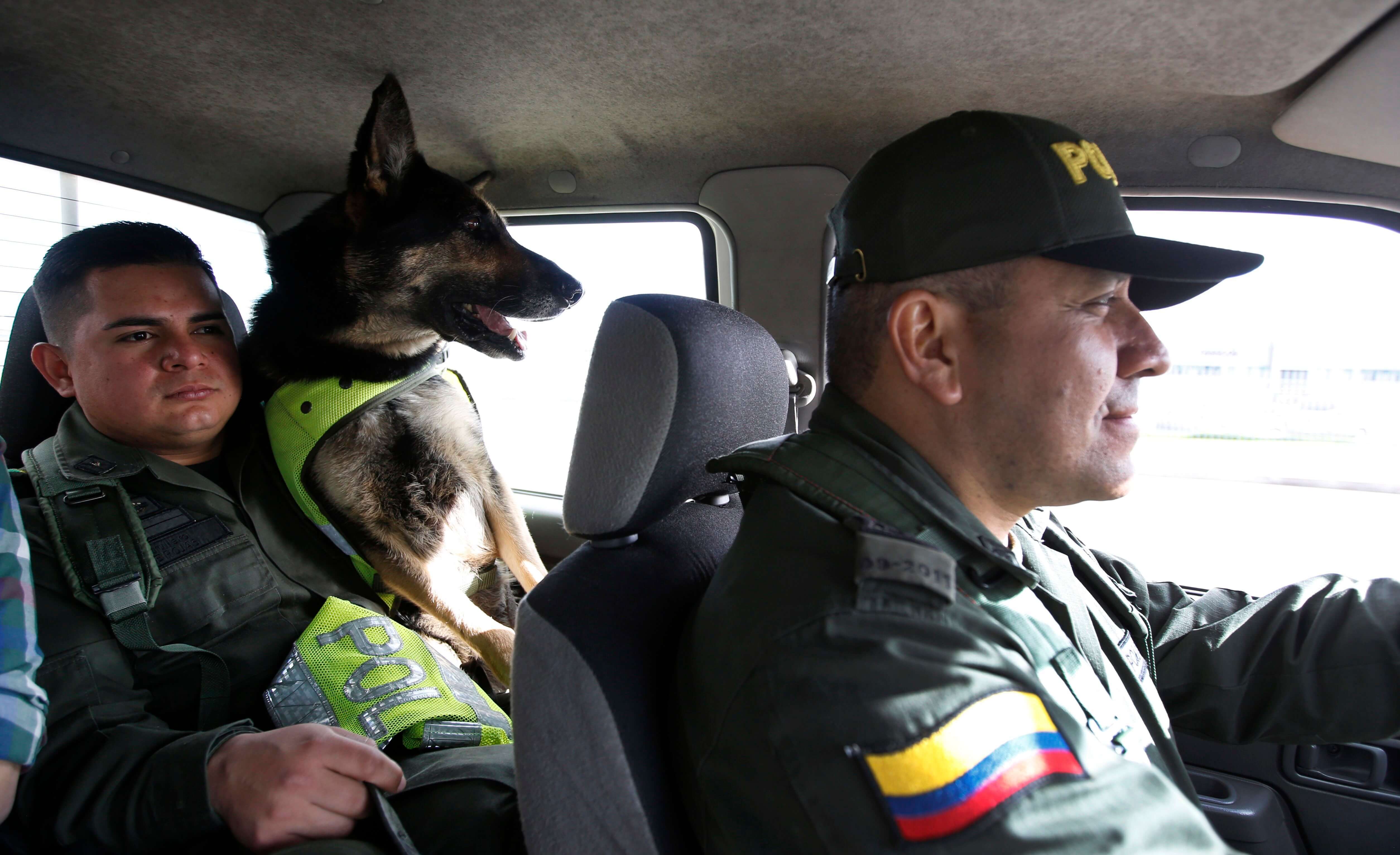 Narcos de Colombia ponen precio a cabeza de perra policía
