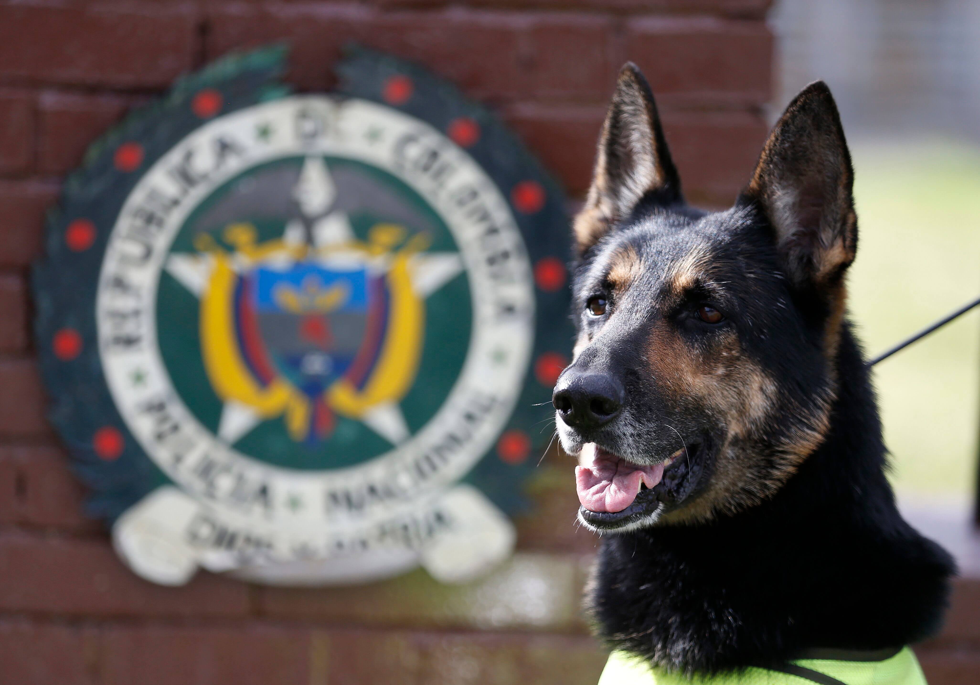  Narcos de Colombia ponen precio a cabeza de perra policía
