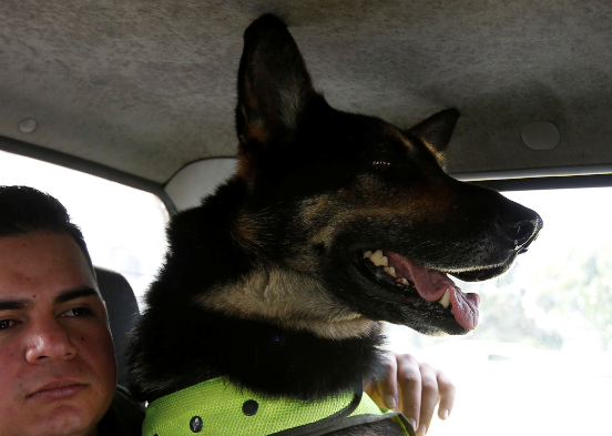 Narcos de Colombia ponen precio a cabeza de perra policía