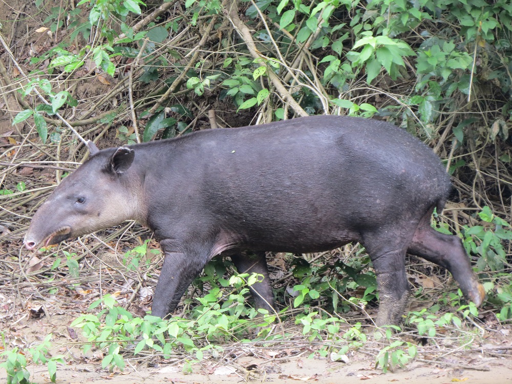 Captan tapir embarazada en reserva Montes Azules, Chiapas