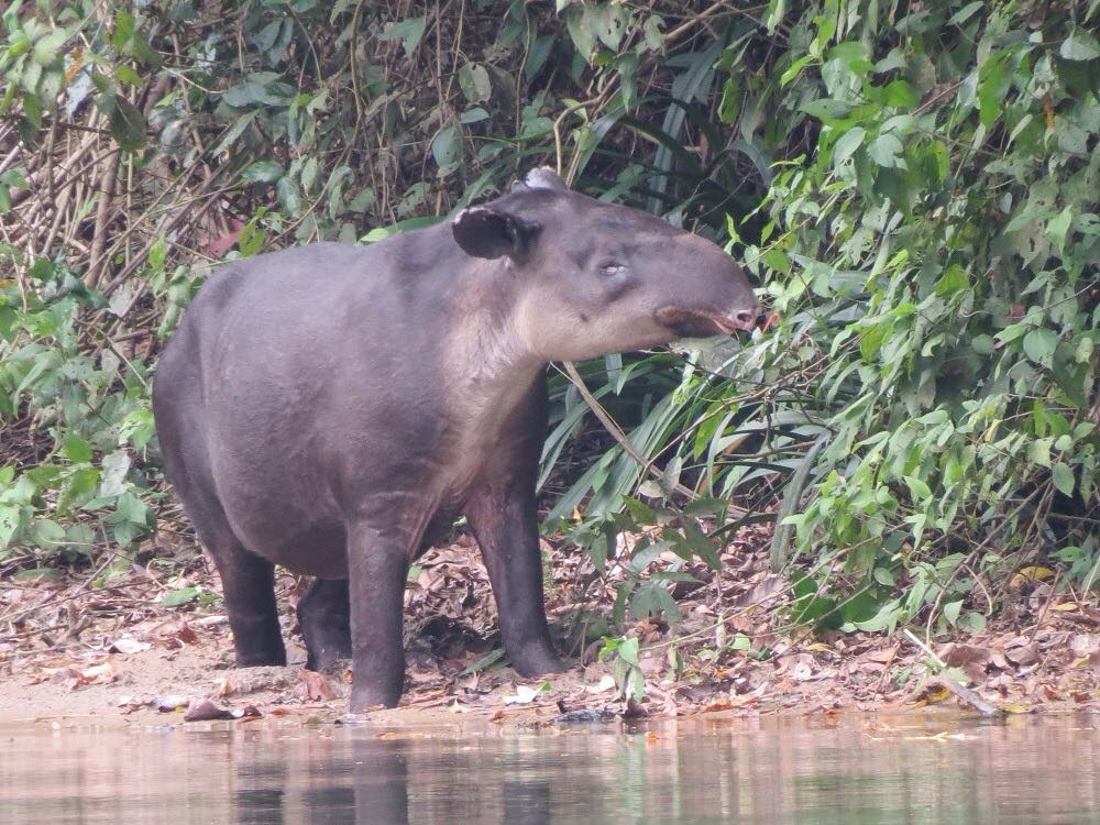 Captan tapir embarazada en reserva Montes Azules, Chiapas