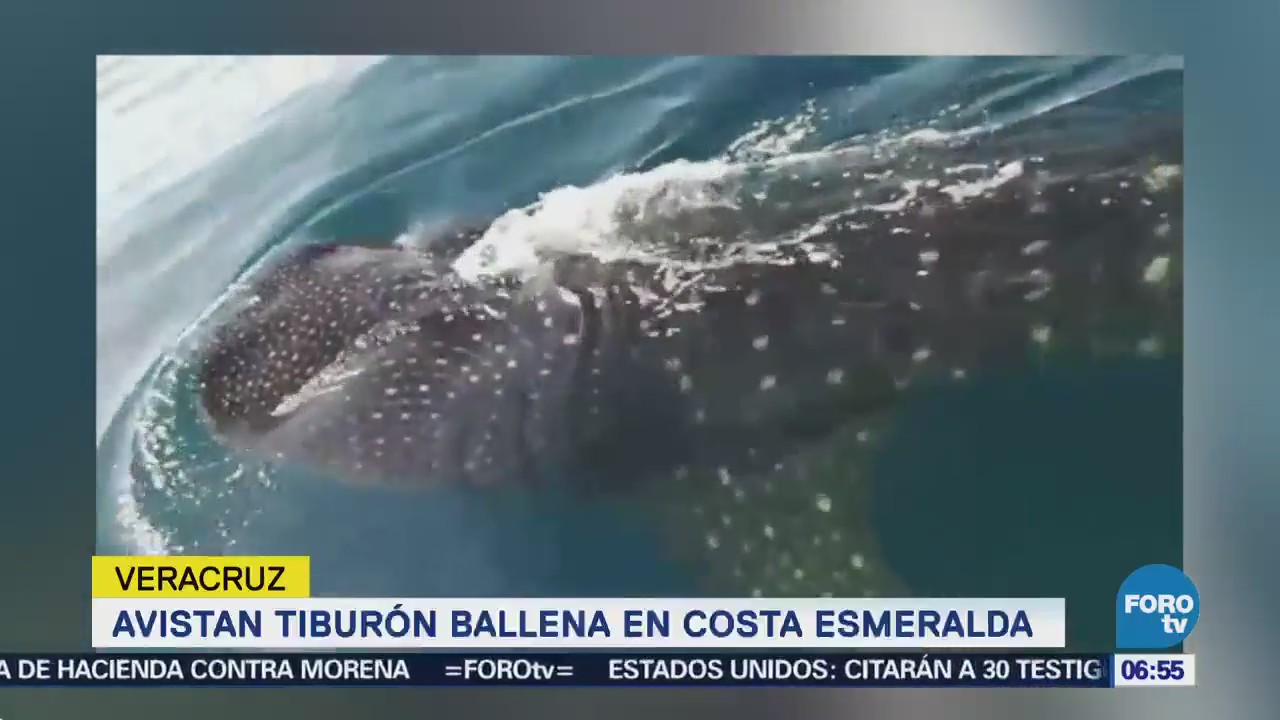 Tiburón ballena se deja ver en el mar de Veracruz