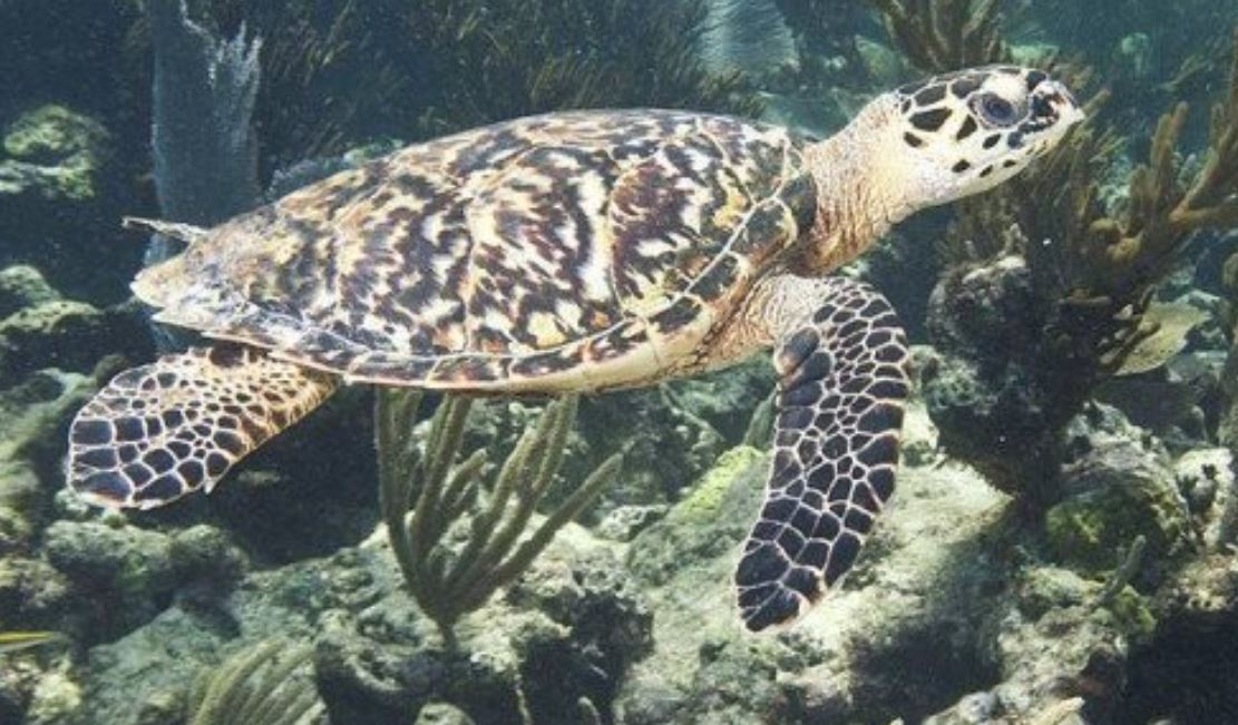 Costas de Campeche, lugar de anidamiento de tortugas