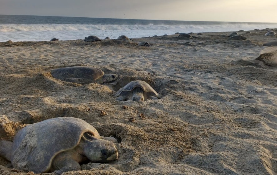 Implementan operativo de protección de tortuga marina en Playa de Escobilla, Oaxaca