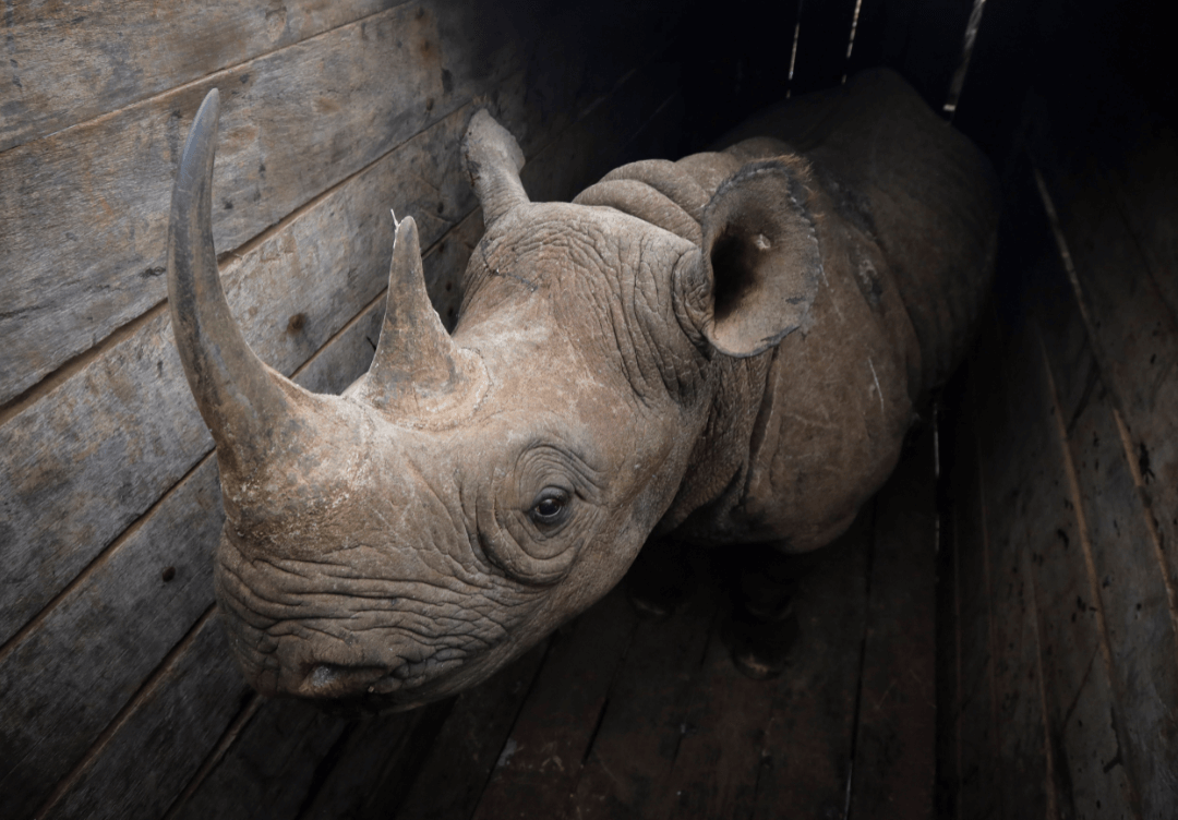 Mueren 7 rinocerontes negros tras traslado Kenia
