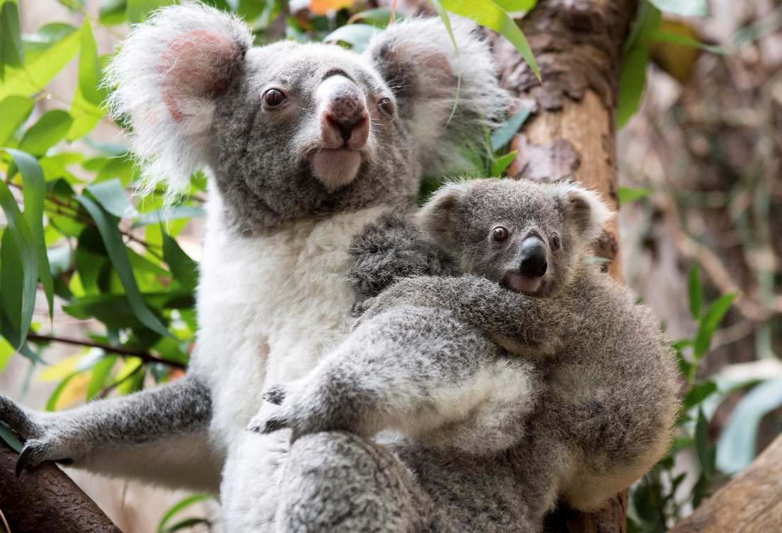 Científicos en Australia descifran el genoma de los koalas