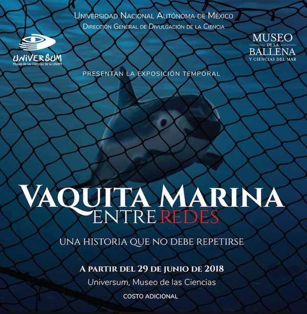 Vaquita Marina entre redes