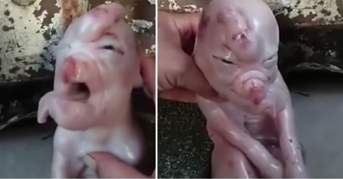 video-nace-china-cerdo-con-rostro-humano-deformidad-mutacion