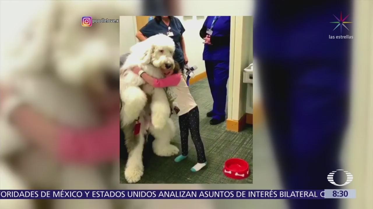 Zammy, el perro Sheepadoodle gigante da terapia a niños en hospital