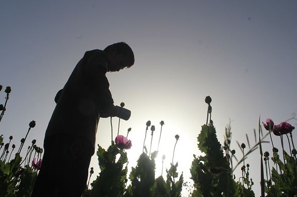 Cultivo de amapola: Guerrero propone reforma de legalización