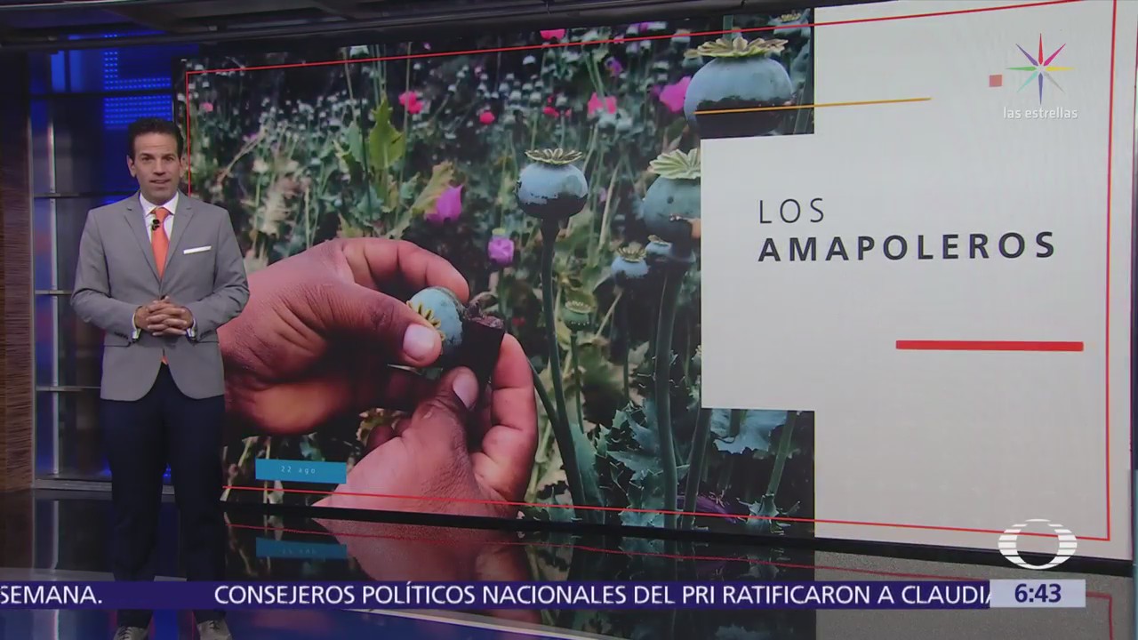 Amapoleros de Guerrero, ¿esperan amnistía de AMLO?