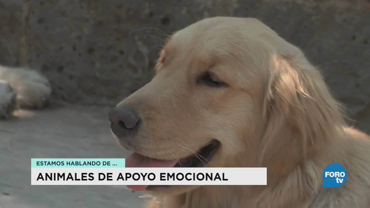 Animales Ayud Apoyo Emocional Hospital Veterinario UNAM Banfield