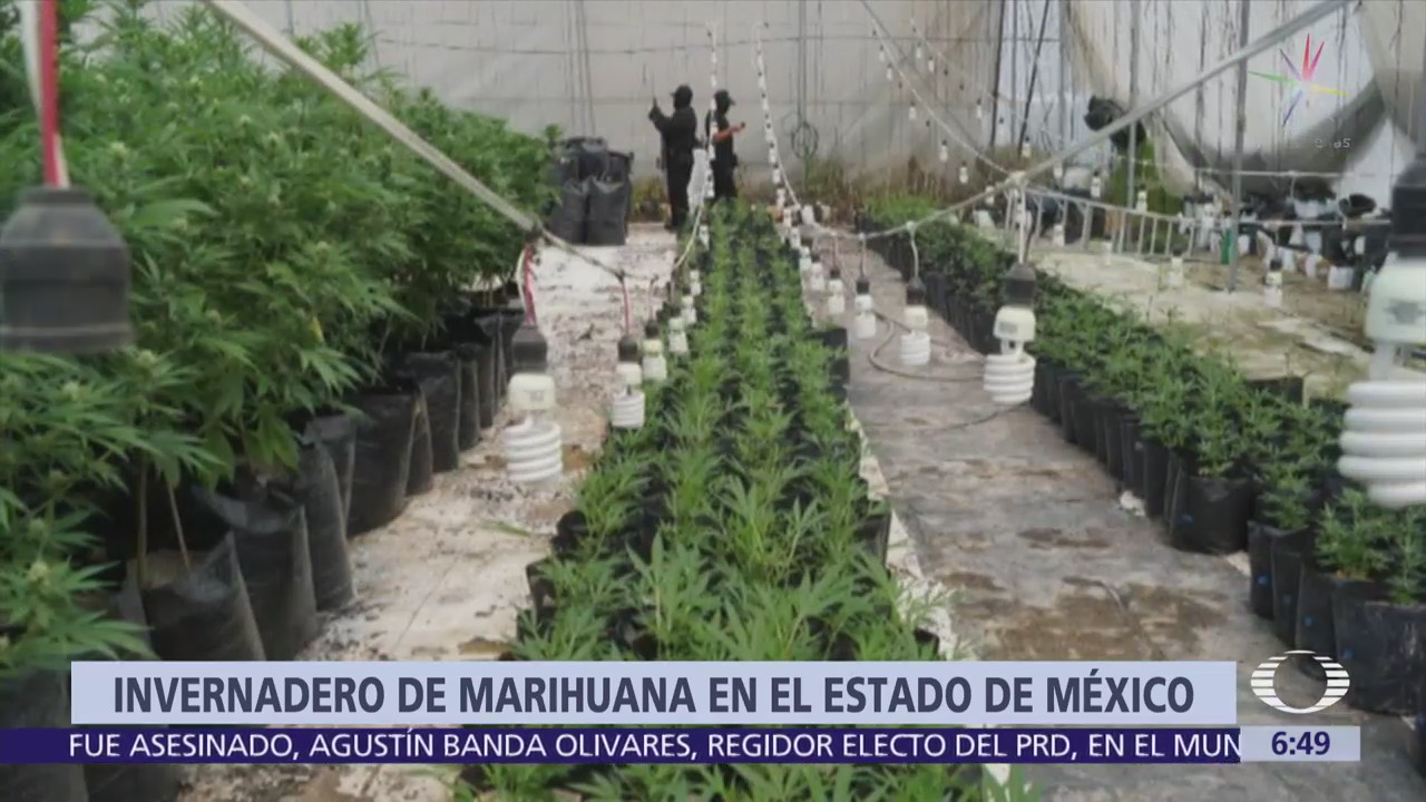 Aseguran invernadero de marihuana en Estado de México