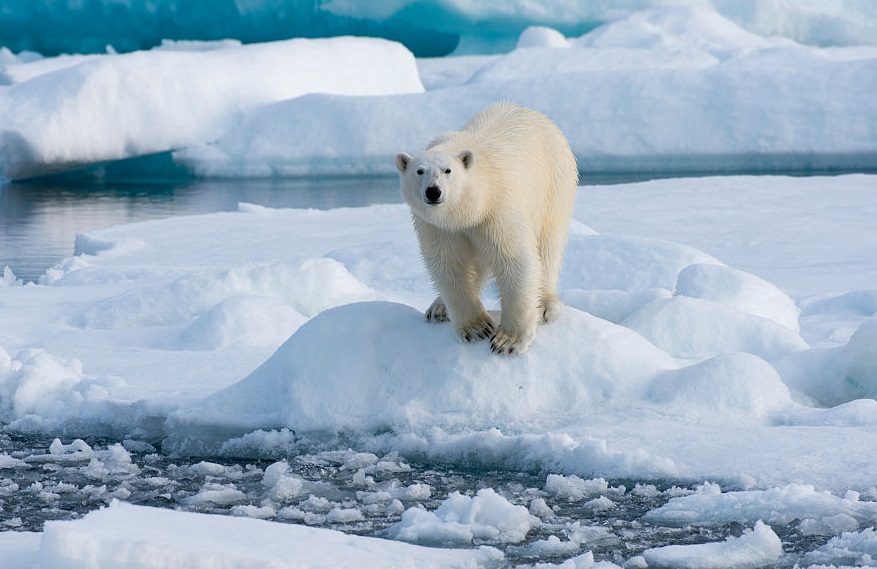 Aumentan cuota cacería osos polares región rusa Chukotka