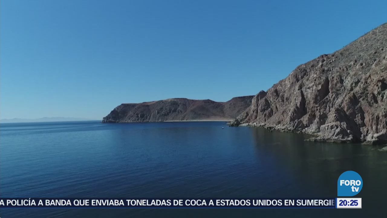 Colapsan especies del Mar de Cortés